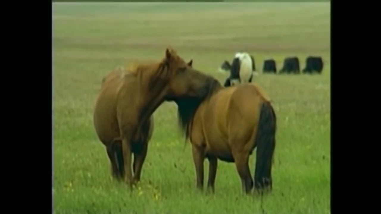 The Hoobs (Jim Henson's The Hoobs) PLAY STATION 1 PS1